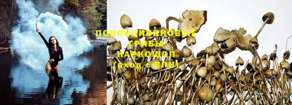 молекула духа Богданович
